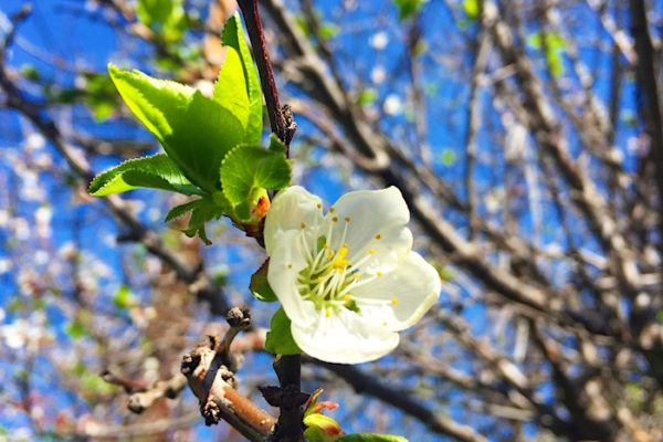 Blooming Apricot Tree | AZCookbook.com